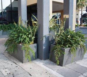 Plant Selection: Planter plants for public spaces.