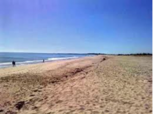 Shoreline Gardening