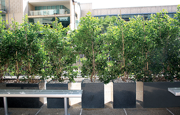 Planter Containers in Brisbane