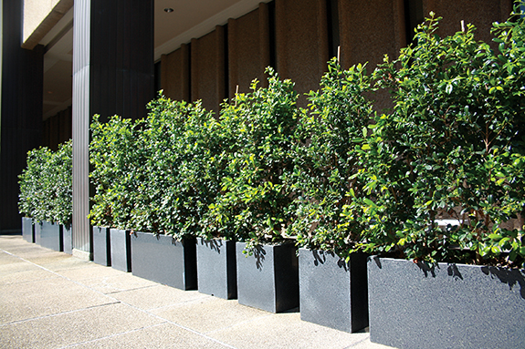 Planter Box Series For Brisbane CBD