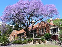 Jacaranda-Tree-A-Jewel-in-The-Landscape-1