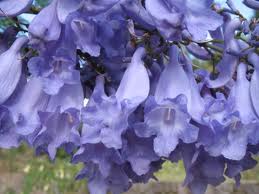 Jacaranda-Tree-A-Jewel-in-The-Landscape-flower