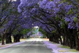 Jacaranda-Tree-A-Jewel-in-The-Landscape