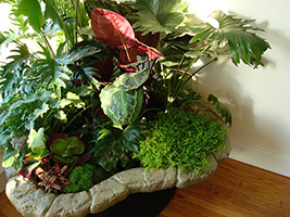 Indoor Plants - Design for access