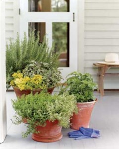 Tips for Container Gardeners - Putting the right plants into the container