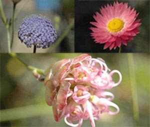 native flowers for landscaping